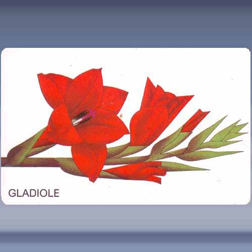 Gladiole